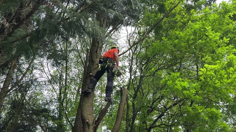 How Our Tree Care Process Works  in  Colfax, LA